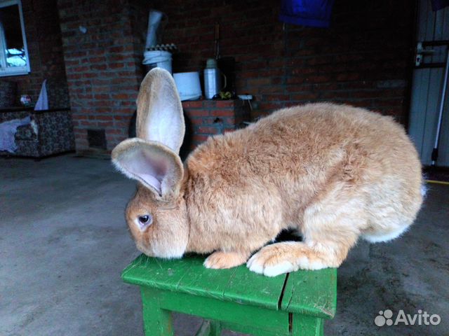 Кролики ризен голд от 2х месяцев купить на Зозу.ру - фотография № 4