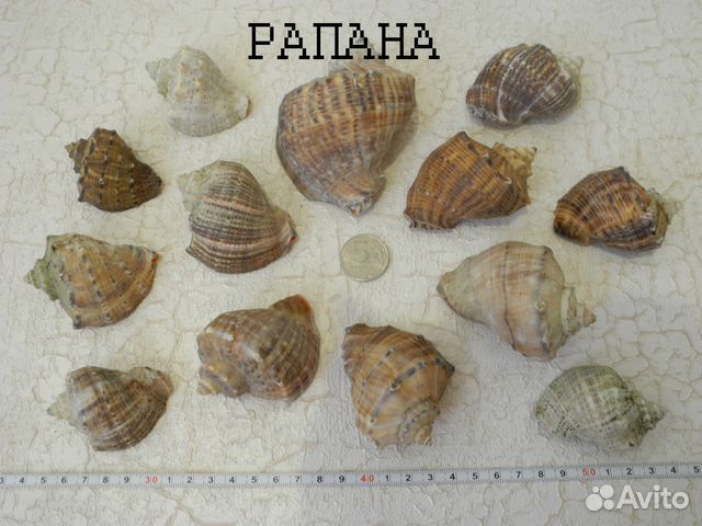 Морские раковины (ракушки) в наборе Морские раковины (ракушки) в наборе