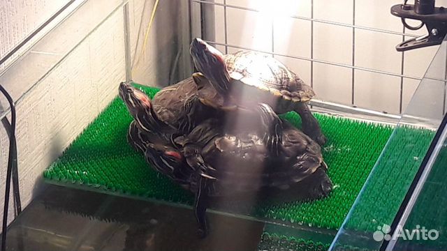 Аквариум с черепахами.аквариум из стекла 120 лит купить на Зозу.ру - фотография № 1