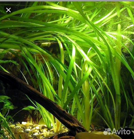 Аквариумное растение, рыбки купить на Зозу.ру - фотография № 1