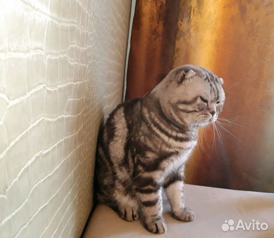 Приглашает кошек на вязку