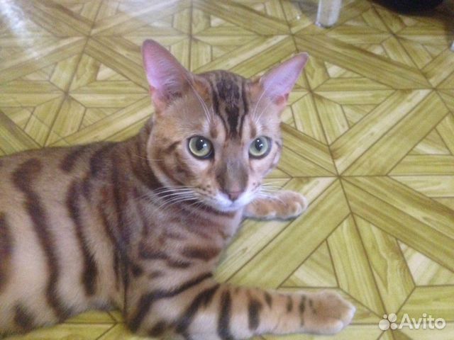 Вязка Бенгальский кот купить на Зозу.ру - фотография № 4