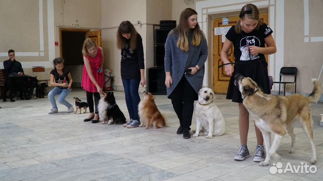 Дрессировка собак, профессиональный кинолог Дрессировка собак, профессиональный кинолог