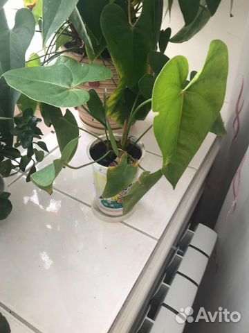 Цветы