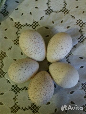 Инкубационное яйцо. иньдюшиное белая широкогрудая купить на Зозу.ру - фотография № 2