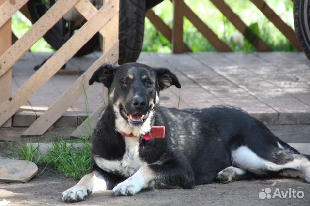 Мягкая, нежная собака Джемма ищет любящее сердце купить на Зозу.ру - фотография № 2