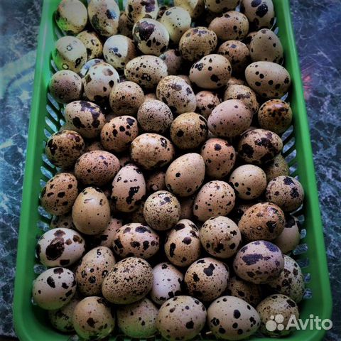 Инкубационное яйцо и Техасские перепелята купить на Зозу.ру - фотография № 3