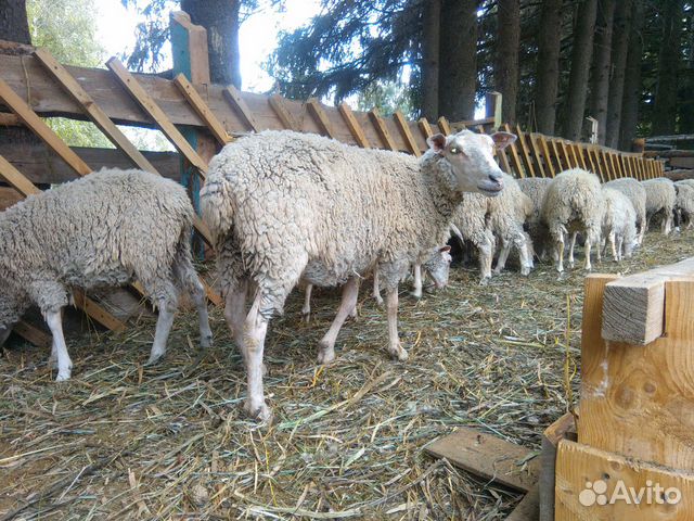 Овцы породы Тексель купить на Зозу.ру - фотография № 2