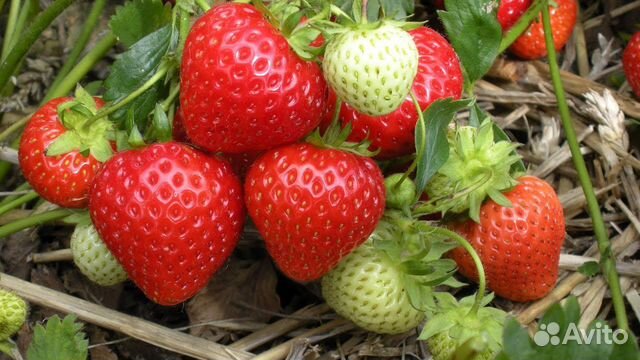 Продам рассаду клубники