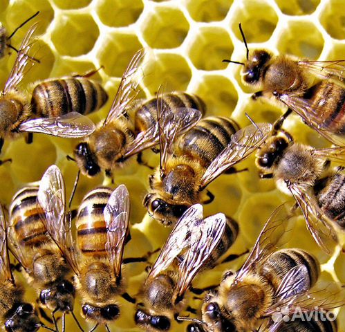 Продаются пчелы Карпатки купить на Зозу.ру - фотография № 1