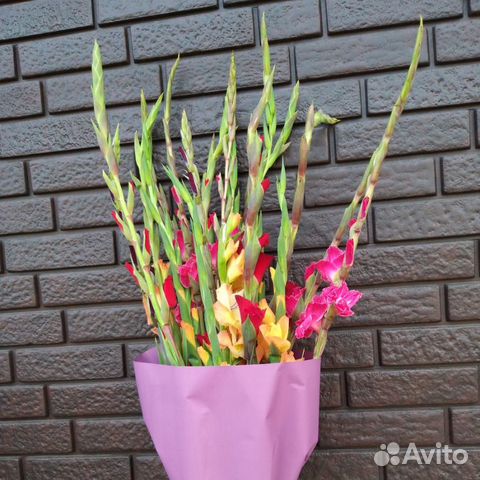 Гладиолусы - 19 микс Гладиолусы - 19 микс