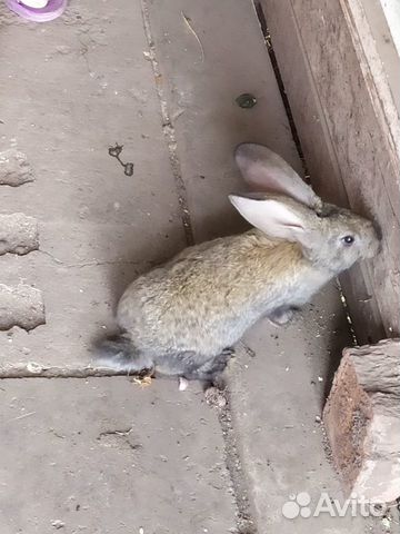 Крольчата серый великан кролики купить на Зозу.ру - фотография № 3