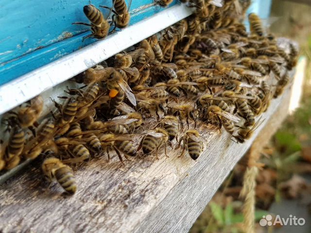 Пчелосемья с ульем купить на Зозу.ру - фотография № 2