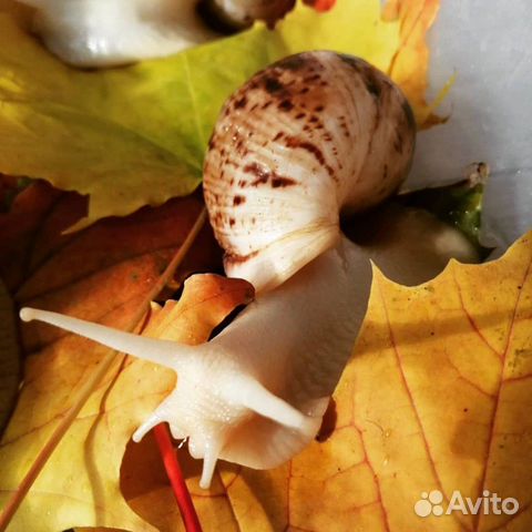 Улитка ахатина ретикулята альбино боди купить на Зозу.ру - фотография № 1