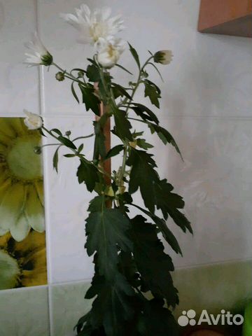 Китайская шикарная роза