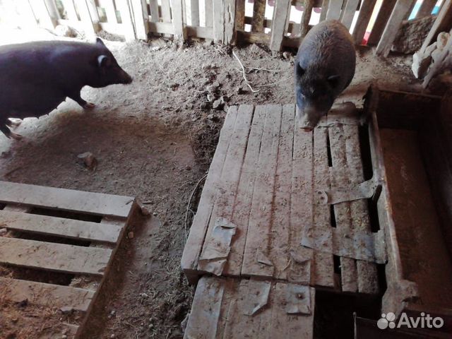 Вьетнамские поросята и свиньи купить на Зозу.ру - фотография № 9