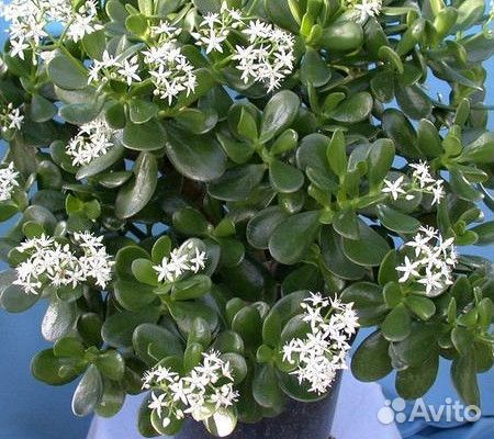 Денежное деревце, толстянка