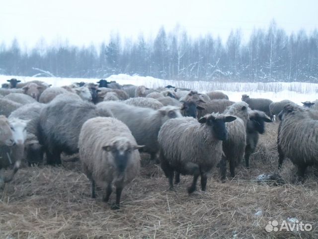 Овцы и ярки купить на Зозу.ру - фотография № 1