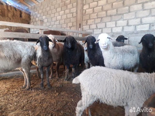 Овцы на хьакъикъат цена договарная купить на Зозу.ру - фотография № 3