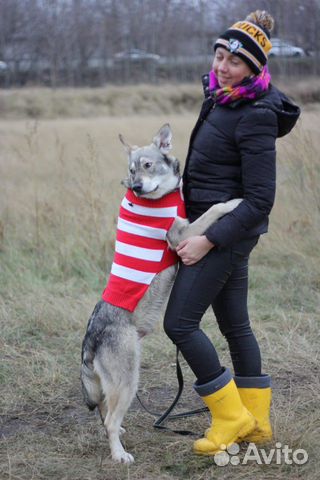 Собака в дар, в добрые руки купить на Зозу.ру - фотография № 4