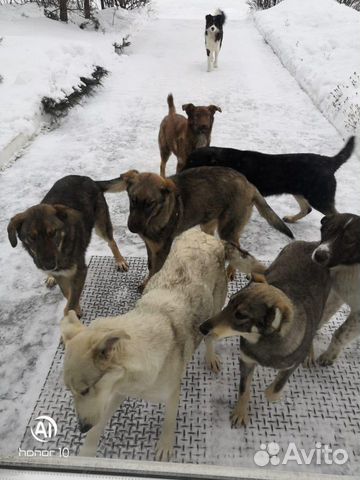 Собаки купить на Зозу.ру - фотография № 5