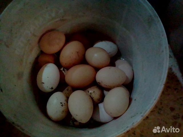 Цыплята и яйцо для инкубации купить на Зозу.ру - фотография № 2