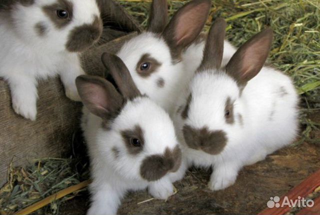 Породистые кролики купить на Зозу.ру - фотография № 2