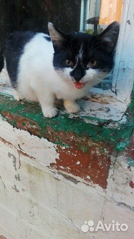Котенок мальчик в добрые руки