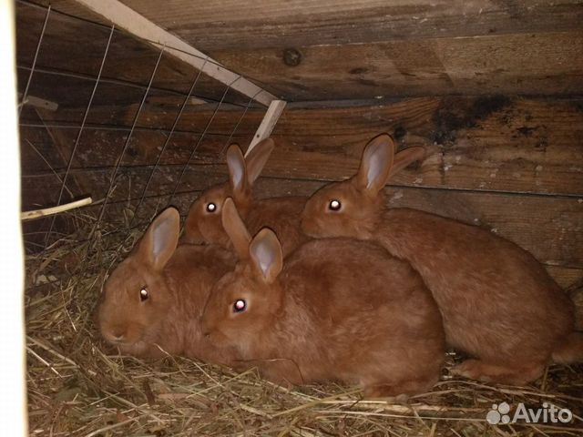 Купить В Москве Тушку Кролика Новозеландской Породы