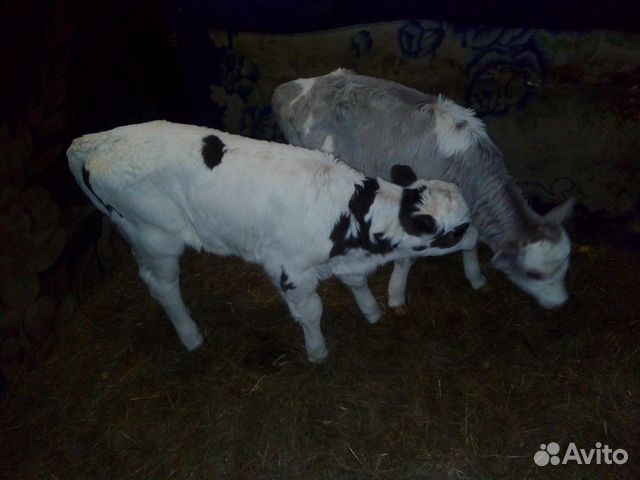 Продам коров,телок,быков купить на Зозу.ру - фотография № 5