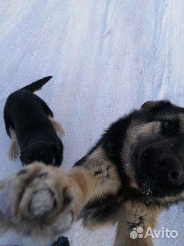 Милые собаки ищут дом купить на Зозу.ру - фотография № 5