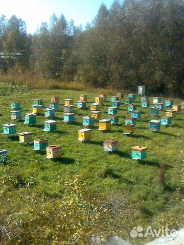 Пчелосемьи продам купить на Зозу.ру - фотография № 2