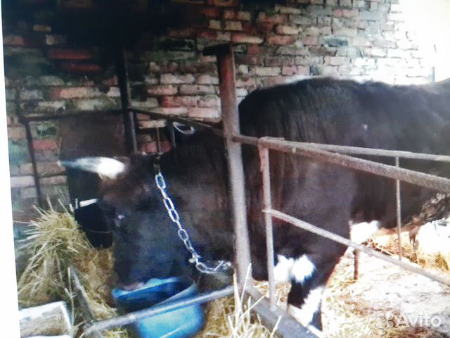 Корова и Бык купить на Зозу.ру - фотография № 6