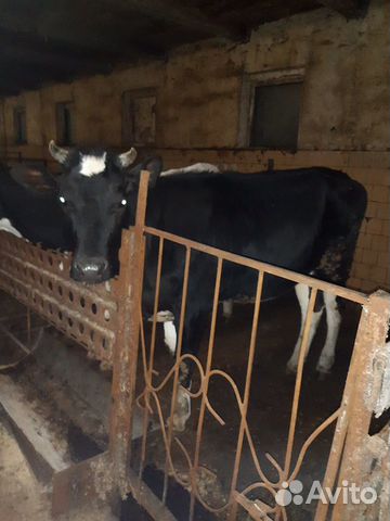 Продаётся корова (первотелка) купить на Зозу.ру - фотография № 4