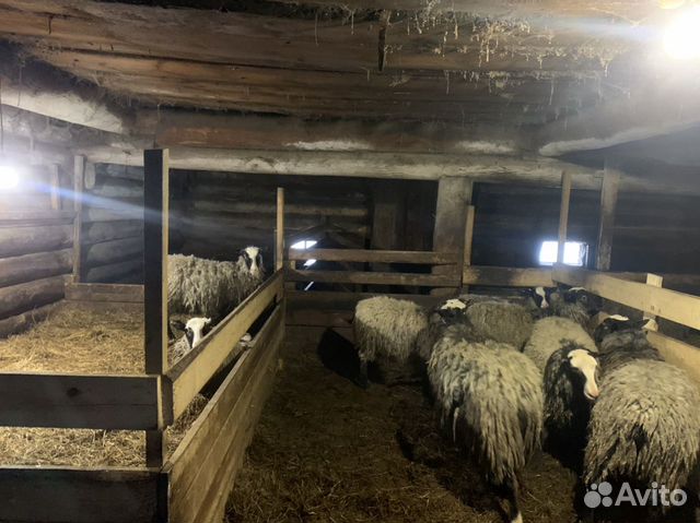 Овцы стадо купить на Зозу.ру - фотография № 8