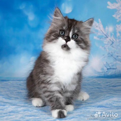 Сибирские породистые котята купить на Зозу.ру - фотография № 7