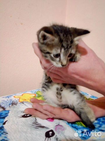 Отдам котёнка в хорошие руки купить на Зозу.ру - фотография № 2