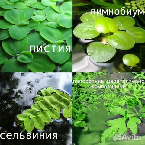 Растения, декорации купить на Зозу.ру - фотография № 7