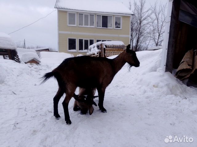 Козлик от высокоудойной козы купить на Зозу.ру - фотография № 8