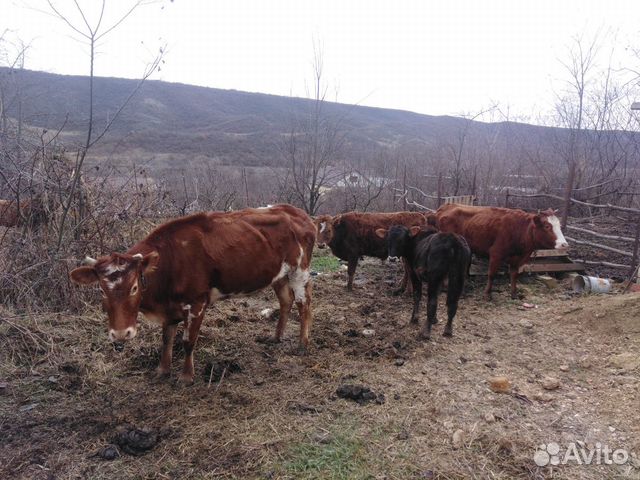 Коровы и бычки купить на Зозу.ру - фотография № 4