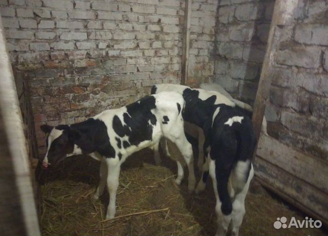 Купить Телят В Курганской Области Целинного Района