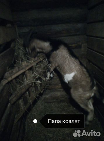 Продаю козлят купить на Зозу.ру - фотография № 2
