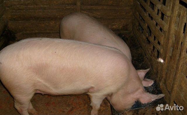 Свинки 7 мес купить на Зозу.ру - фотография № 2