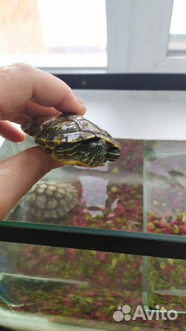 2 водяные черепахи с аквариумом купить на Зозу.ру - фотография № 4