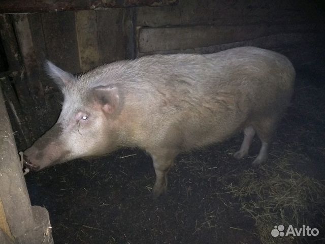Продам свиней полукровок купить на Зозу.ру - фотография № 3