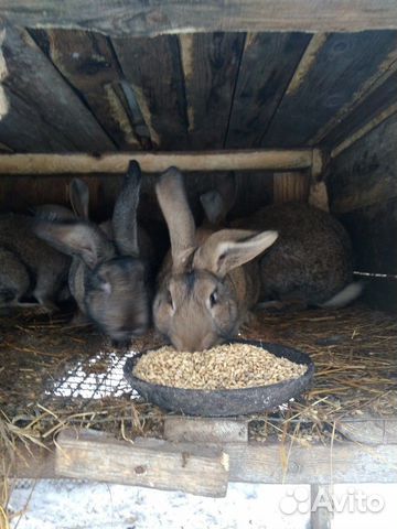 Гуси и кролики купить на Зозу.ру - фотография № 8