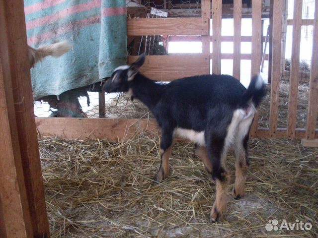 Козочка альпийка, дойные козы купить на Зозу.ру - фотография № 2
