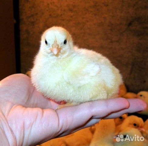 Цыплята бройлера кросс 308 10+1 в подарок купить на Зозу.ру - фотография № 1