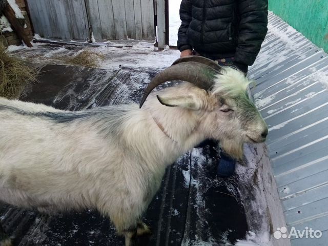 Бычки, коза козел козлята купить на Зозу.ру - фотография № 5