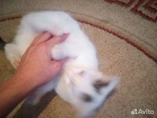 Кошка в добрые руки купить на Зозу.ру - фотография № 5